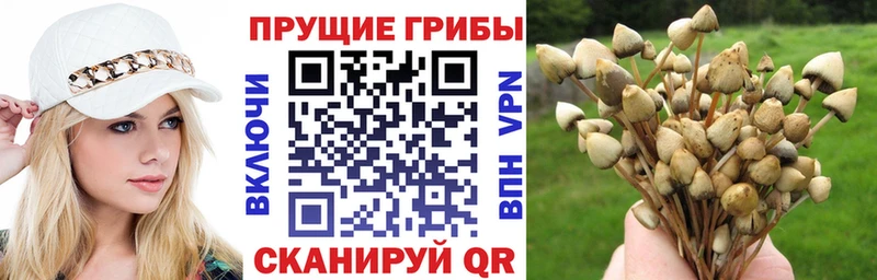 Псилоцибиновые грибы мицелий  мега маркетплейс  Кубинка 